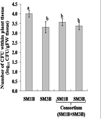 Endophytic Consortium With Diverse Gene-Regulating Capabilities of Benzylisoquinoline Alkaloids Biosynthetic Pathway Can Enhance Endogenous Morphine Biosynthesis in Papaver somniferum